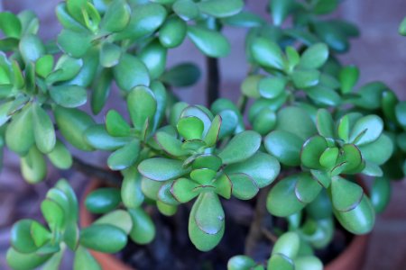 Jade Plant, Crassula ovata IMG 3632