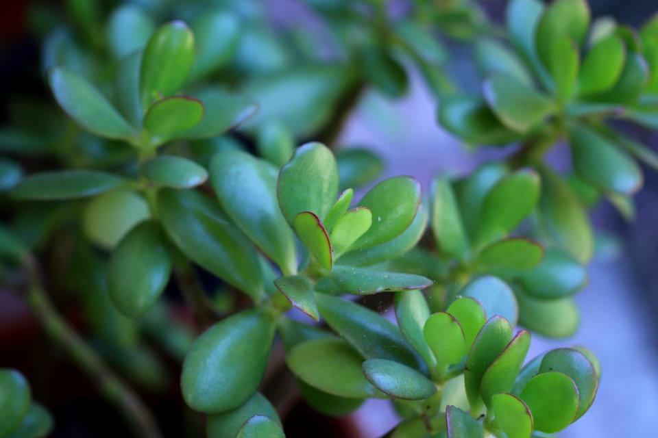 Jade Plant, Crassula ovata IMG 2844