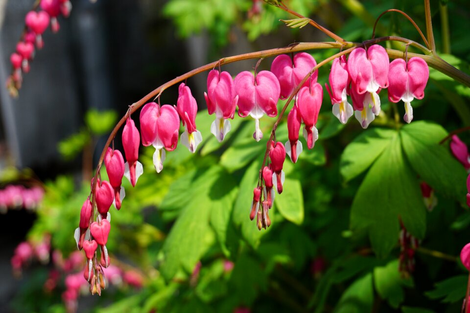 Flowers spring nature