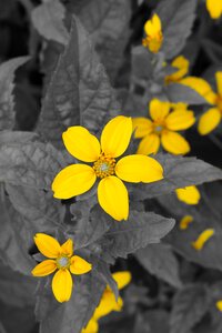 Plant yellow embroidery