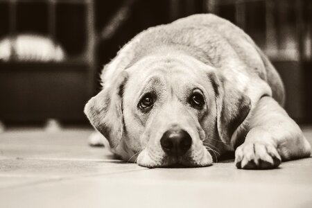 Sad domestic animals animals