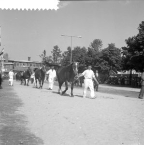 Jaarlijkse paardendagen in Utrecht, Bestanddeelnr 910-6640