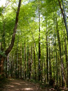 Japanese nature trees