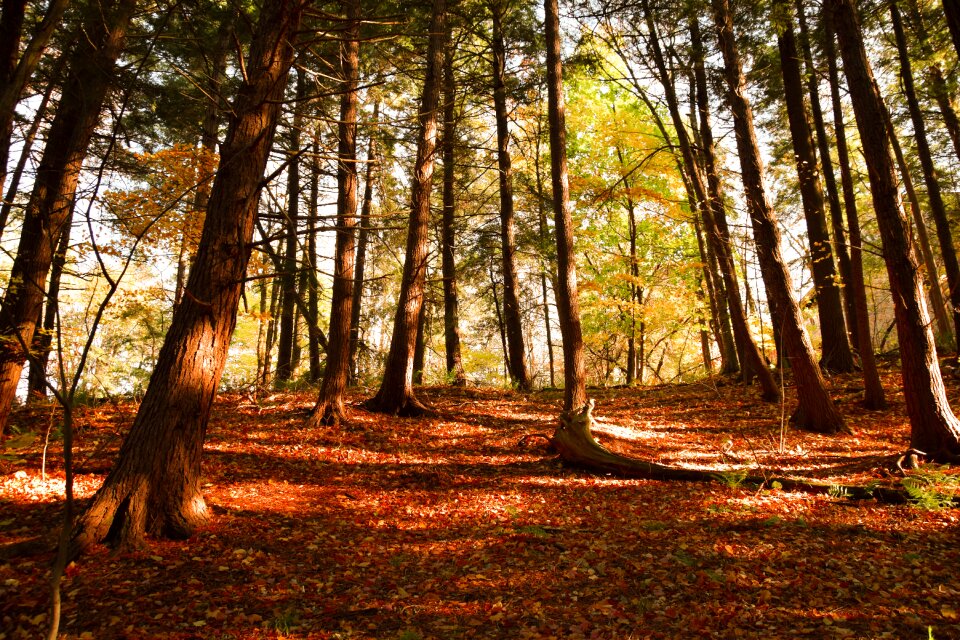 Forest foliage trees