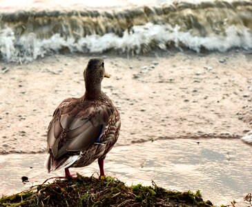 Birds landscape scenic photo