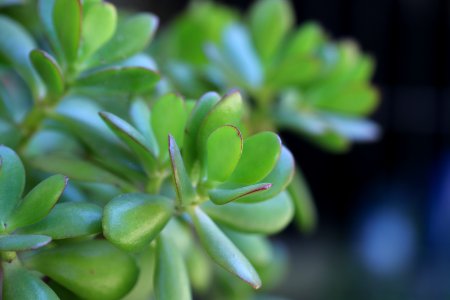 Jade Plant, Crassula ovata IMG 2856 photo