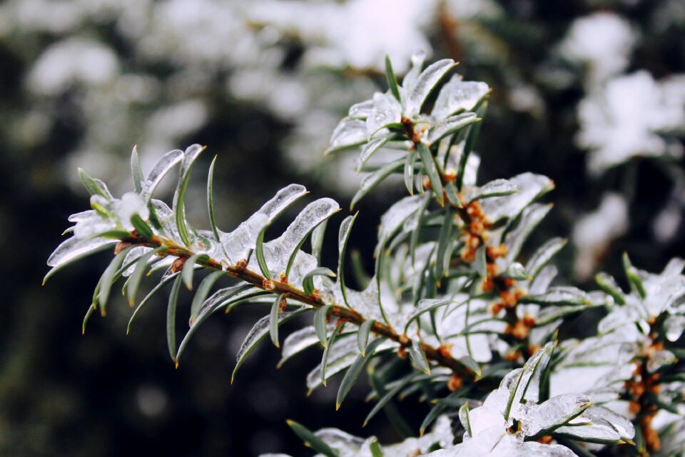 Branch nature forest photo