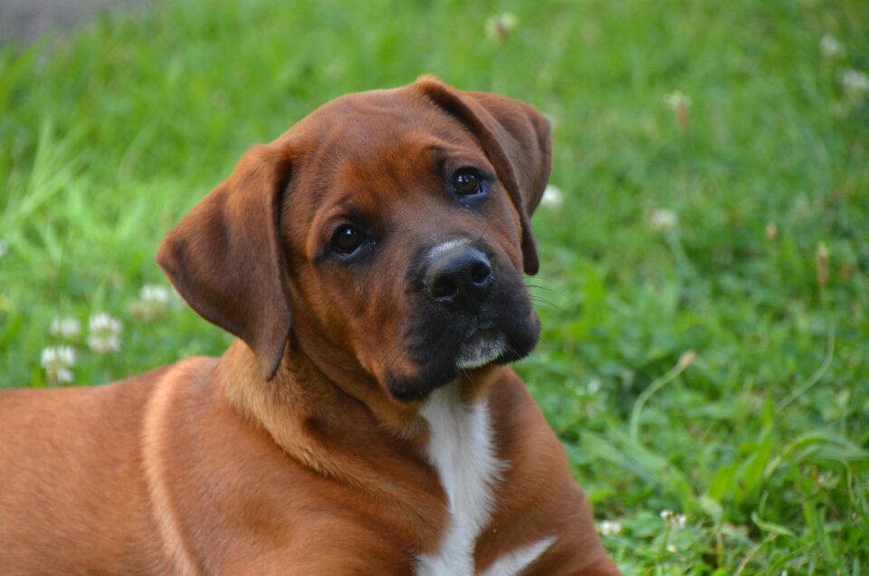 Young dog small dog puppies