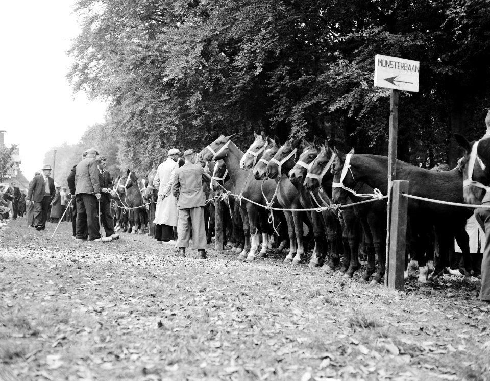 Jaarlijkse paardenmarkt in Zuidlaren, Bestanddeelnr 909-0339