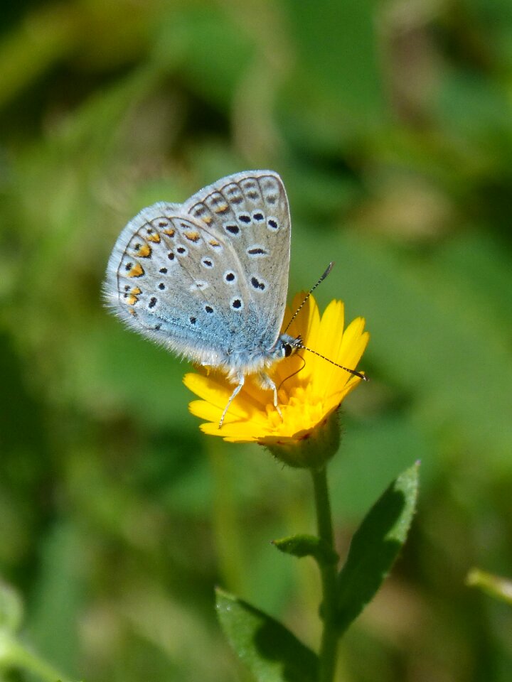 Butterfly detail beauty