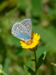 Butterfly detail beauty