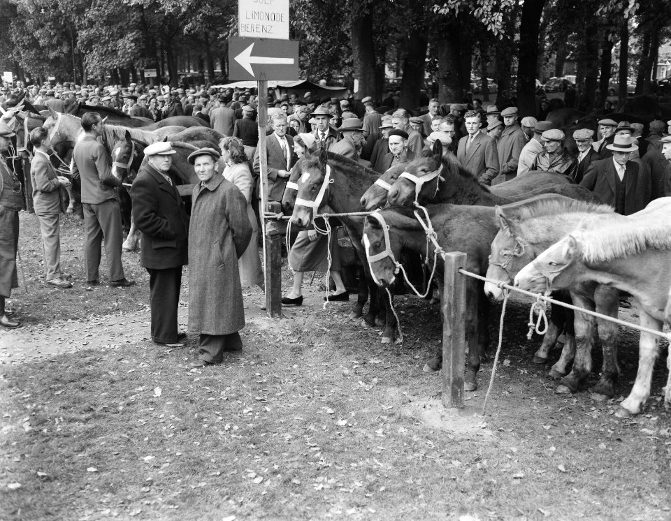 Jaarlijkse paardenmarkt in Zuidlaren, Bestanddeelnr 909-0341