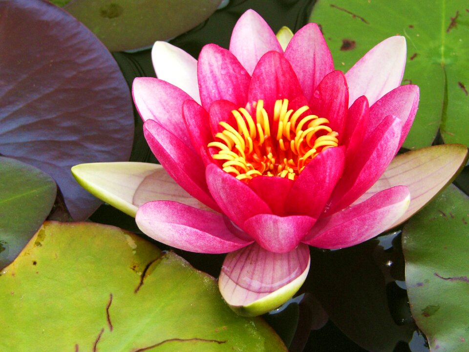 Pink waterlily pond photo