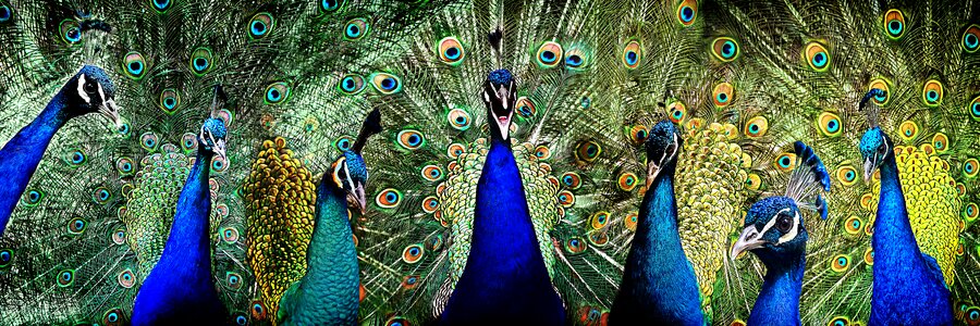 Feather famous vanity