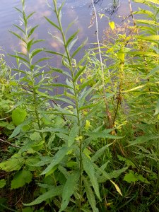 Jacobaea paludosa plant (09)