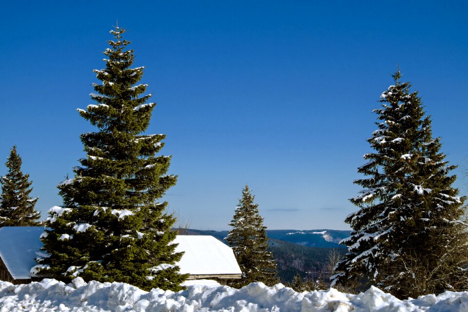 View panorama forest