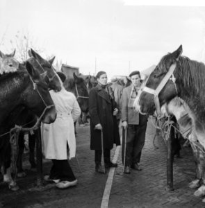 Jaarlijkse paardenmarkt te Hedel, Bestanddeelnr 911-7469