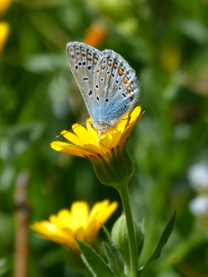 Blaueta butterfly dandelion