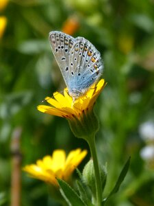 Blaueta butterfly dandelion