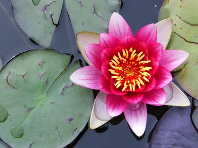 Pink waterlily pond