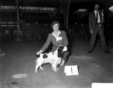 Jaarlijkse hondententoonstelling Winner 1959 in de RAI, Bestanddeelnr 910-2916