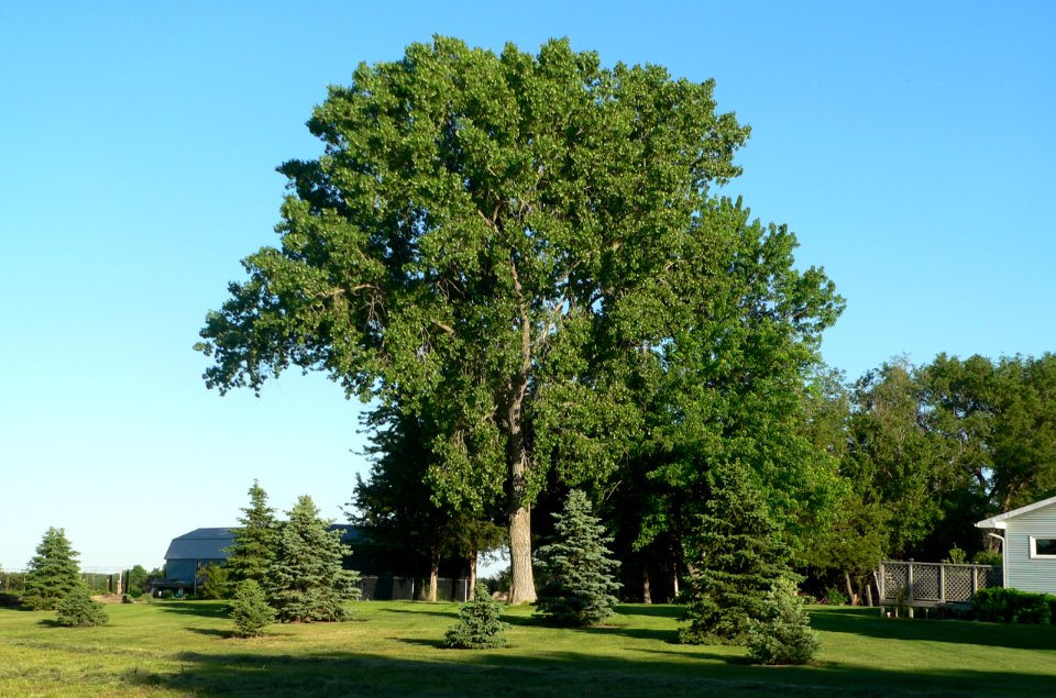 Jackson Reserve (Red Cloud, NE) from NW 1