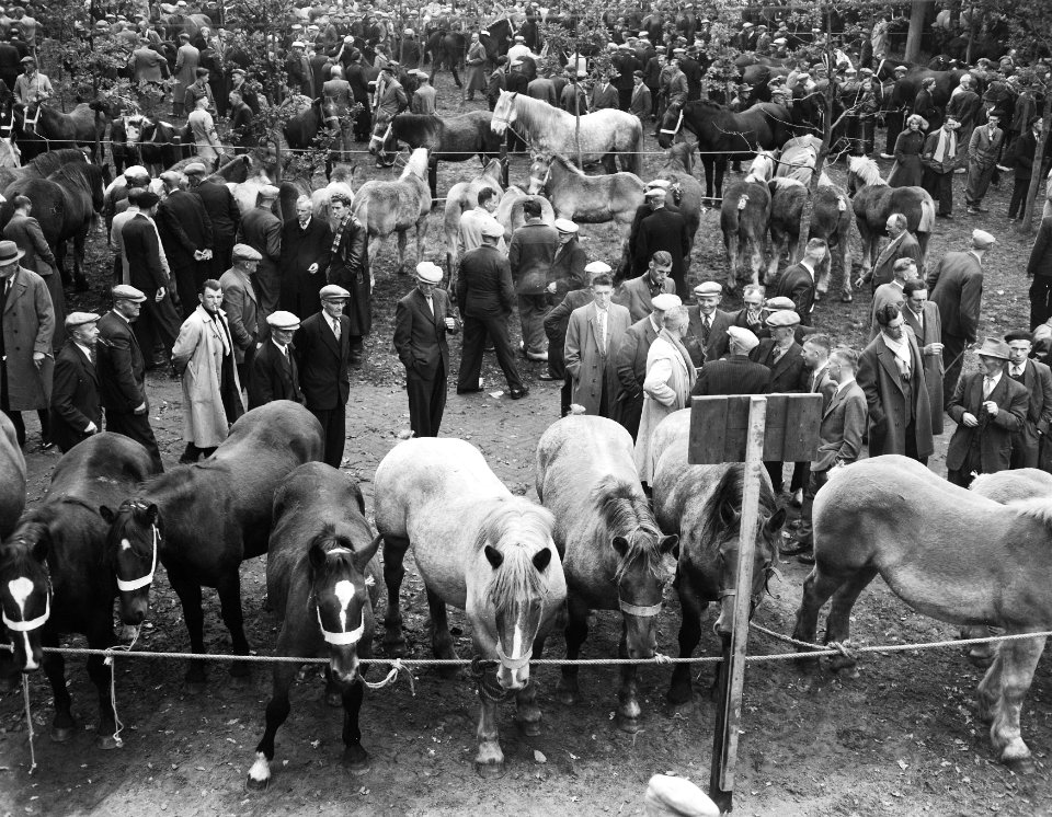 Jaarlijkse paardenmarkt in Zuidlaren, Bestanddeelnr 909-0340