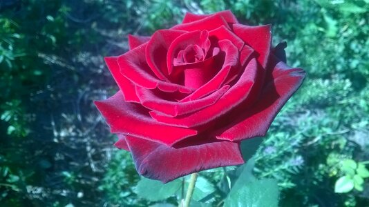 Rose garden flowers