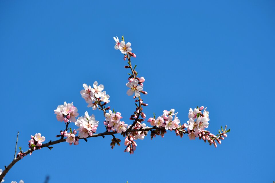 Park flowering almond tree in blossom photo