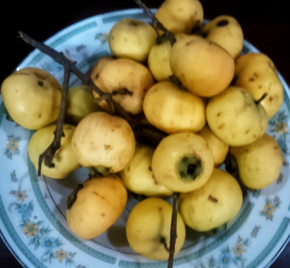 Jambu mawar meja Pj