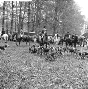 Jaarlijkse traditionele St. Hubertusslipjacht te Amersfoort, Bestanddeelnr 911-7424
