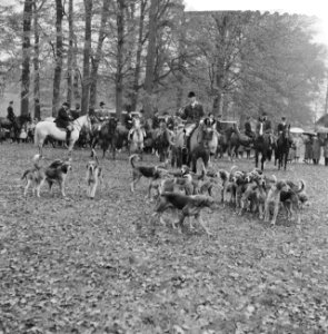 Jaarlijkse traditionele St. Hubertusslipjacht te Amersfoort, Bestanddeelnr 911-7423