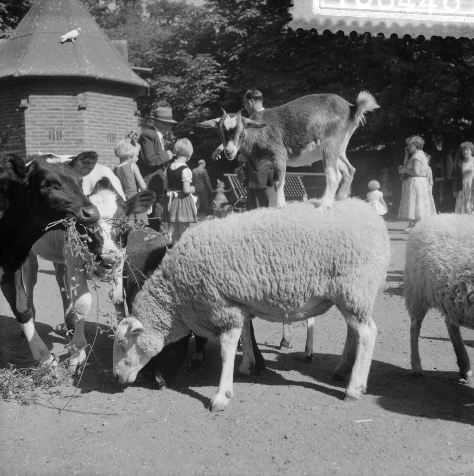 Jaap Velthuis , 40 jaar oppasser in Artis, dwerggeitje op rug van schaap in Arti, Bestanddeelnr 910-6446