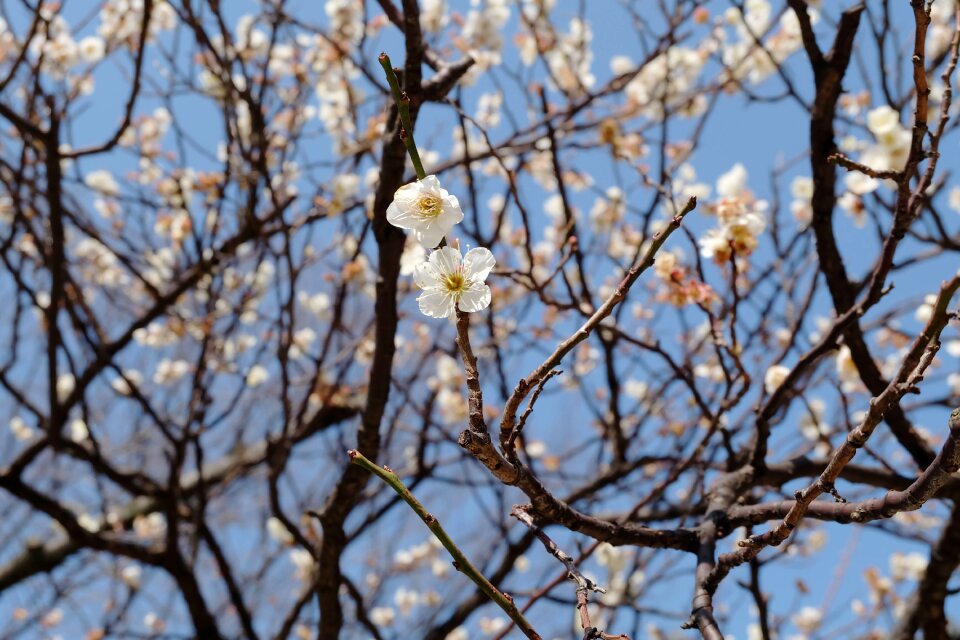 Tokyo bloom blossom