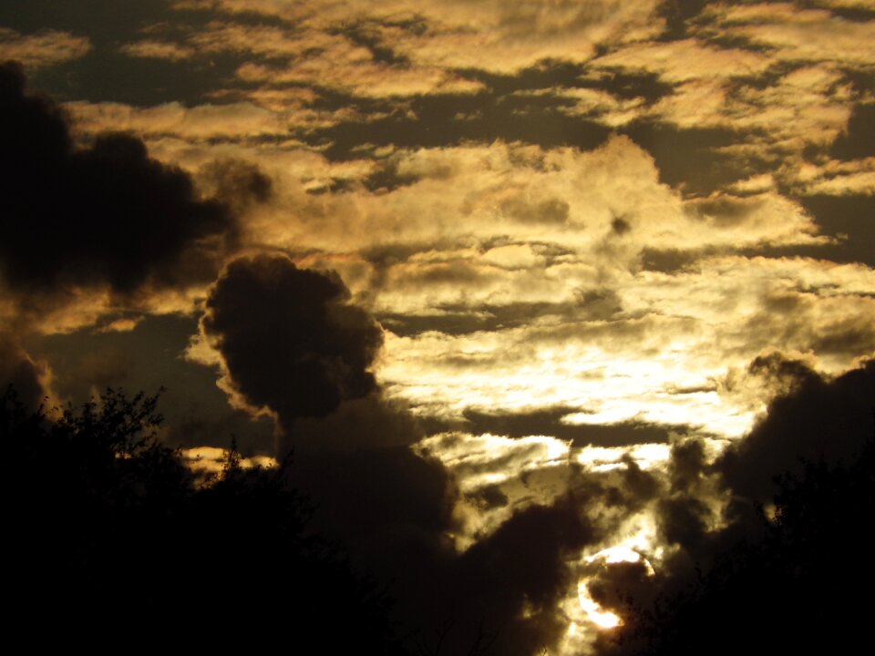 Evening sky trees twilight