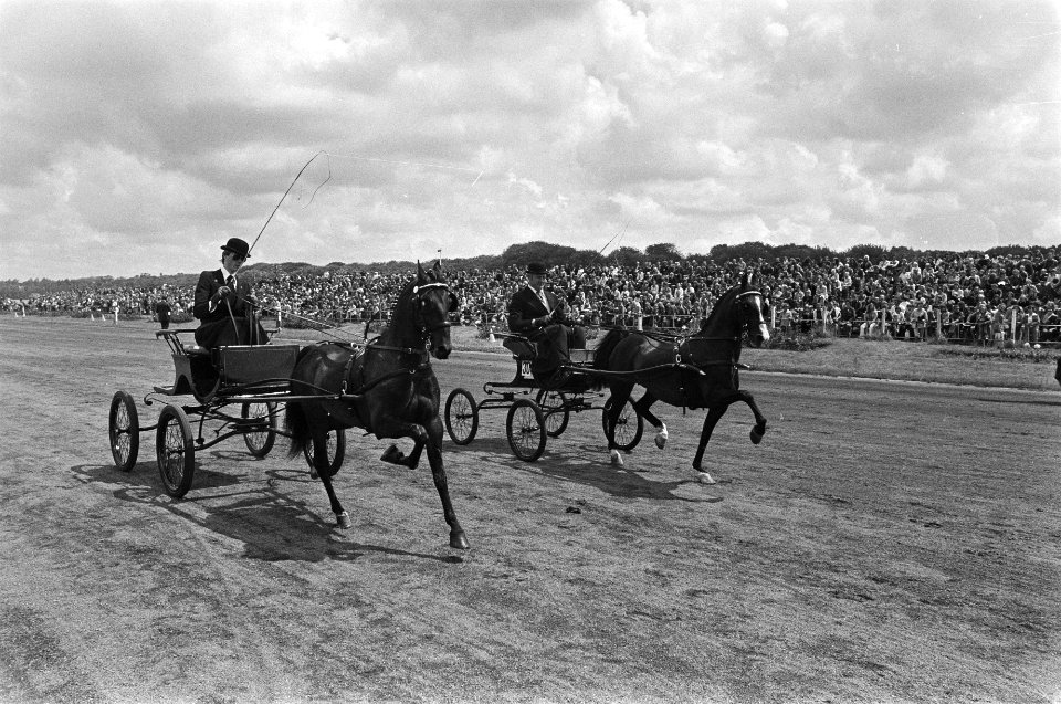 Jaarlijkse Dag van het paard op Duindigt paard voor wagentje rijdt langs het , Bestanddeelnr 929-2757