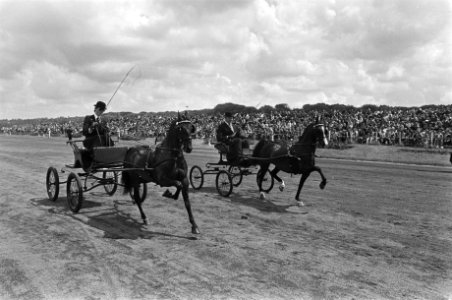 Jaarlijkse Dag van het paard op Duindigt paard voor wagentje rijdt langs het , Bestanddeelnr 929-2757