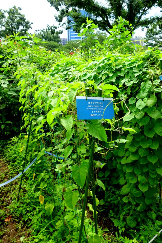 Jacquemontia tamnifolia - Urban Greening Botanical Garden - Kiba Park - Koto, Tokyo, Japan - DSC05366