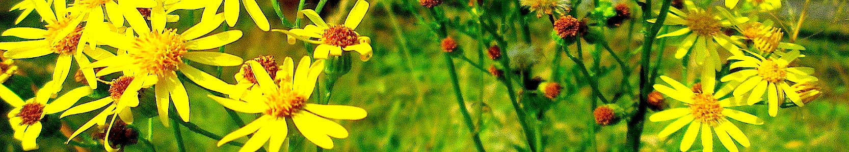 Jacobaea vulgaris. Reader