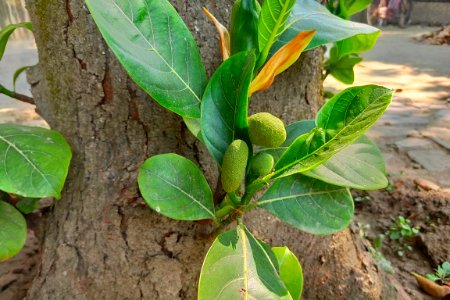 Jackfruit Tree and Small jackfruit photo