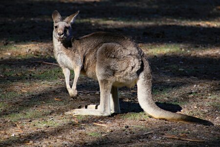Nature animal natural