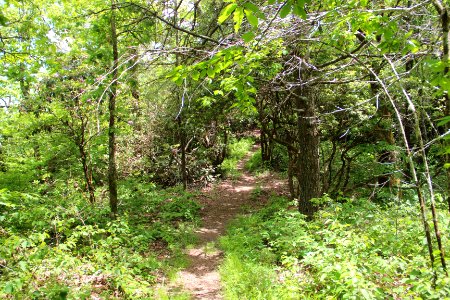 Jacks Knob Trail, Brasstown Bald, May 2019 2