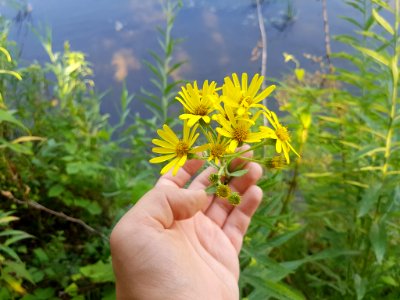 Jacobaea paludosa flower (21)