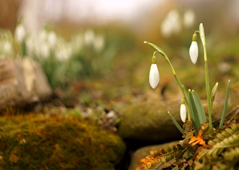 White snowdrop nature