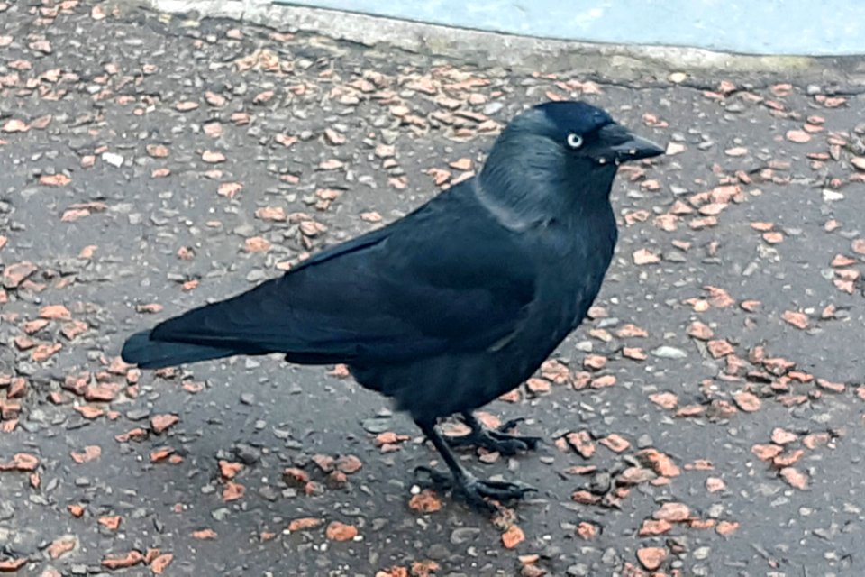 Jackdaw (Corvus monedula) 2