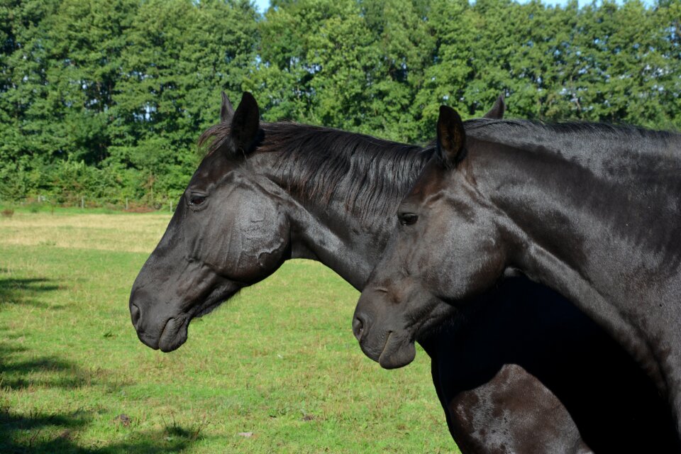Centime horse head coupling