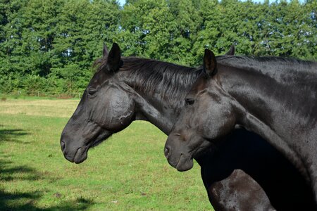 Centime horse head coupling
