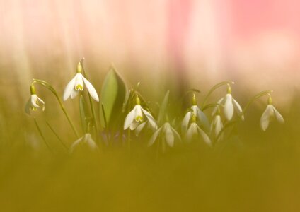 White flowers white flower photo