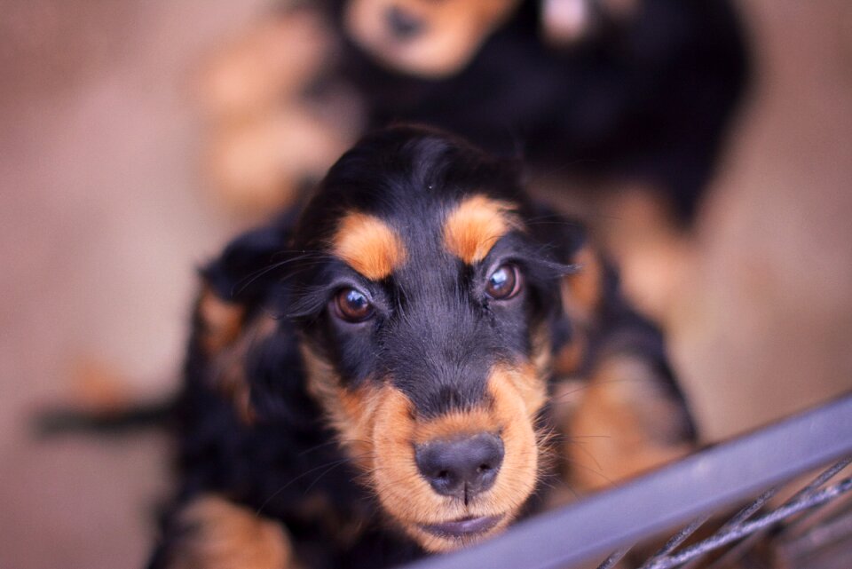Cocker spaniel cocker spaniel english black and tan