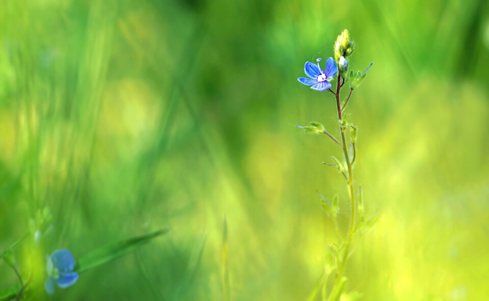 Grass blossom bloom photo